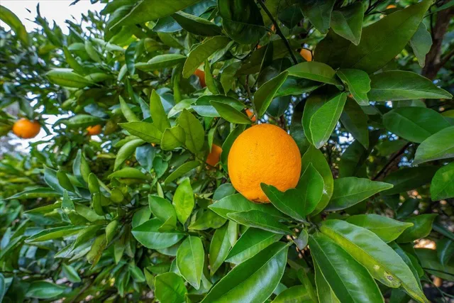 $649,000 | 2850 Balaton Avenue, Redding, CA 96001