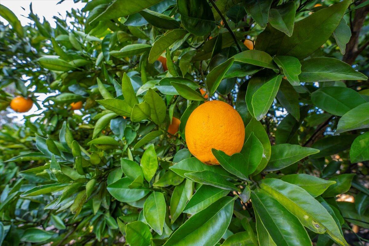 2850 Balaton Avenue Redding, CA 96001 - Photo 40 of 42 80-2850 Balaton Ave - E-42