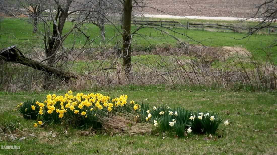 14384 Lovers Spring Road Lanark, IL 61046 - Photo 7 of 9 a view of a yard
