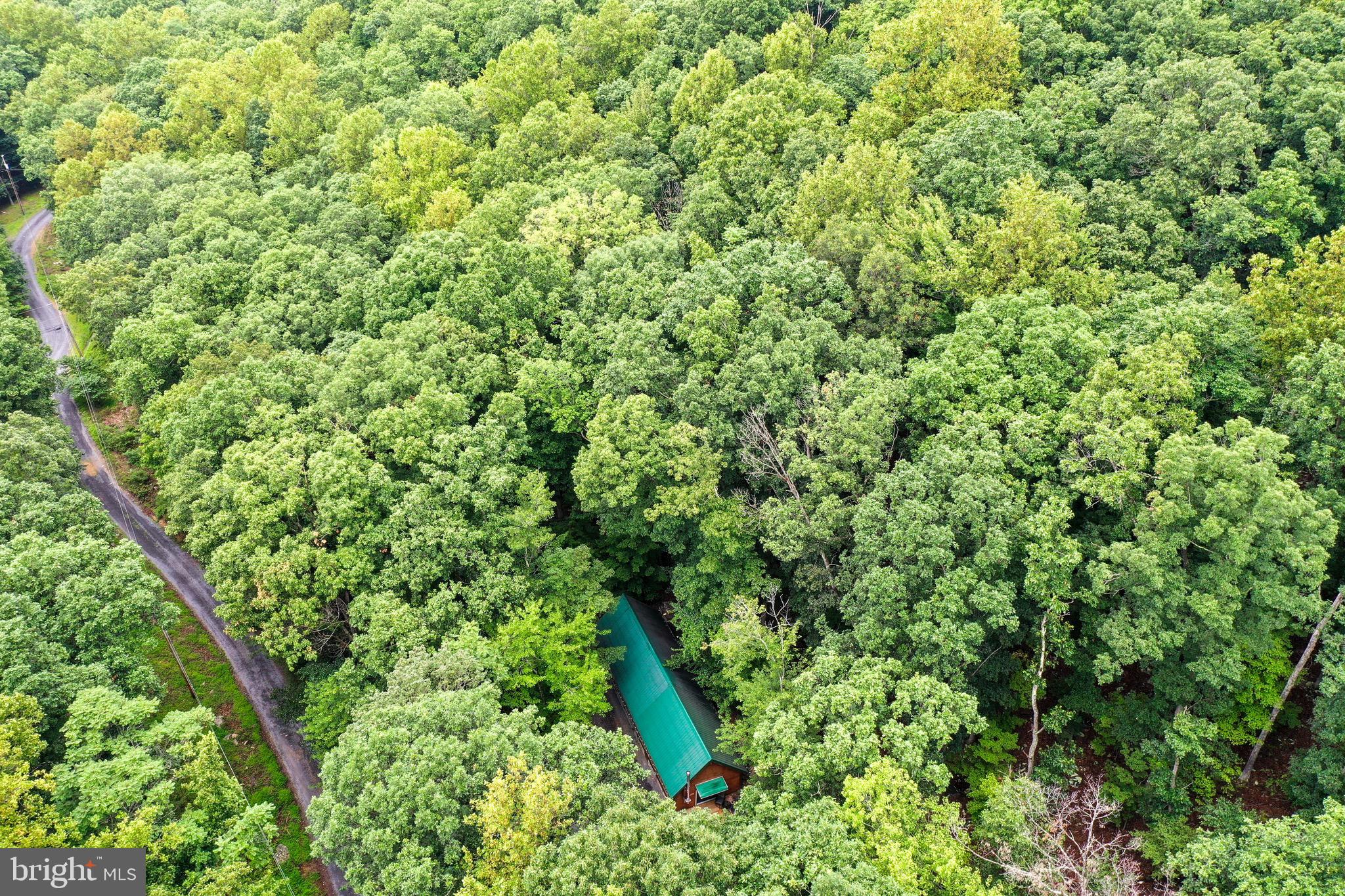 333 Rouse Mountain Road Great Cacapon, WV 25422 - Photo 49 of 54 a view of a lush green forest with a tree
