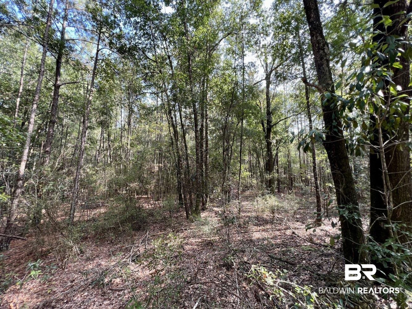 0 Bear Fork Road Mobile, AL 36618 - Photo 20 of 50