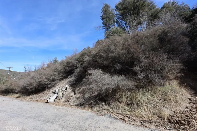 a view of a dry yard with trees