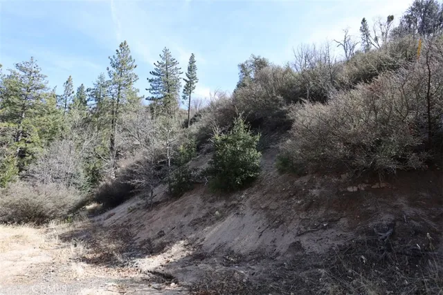 a view of a forest with trees in the background