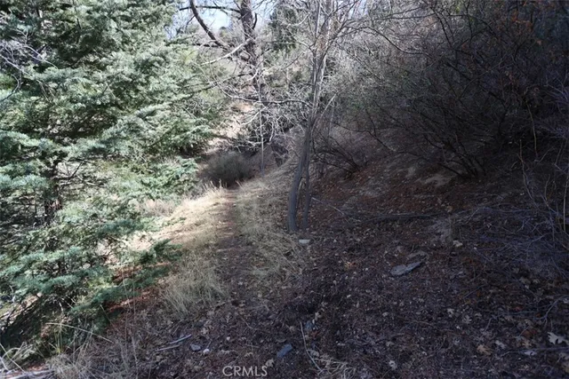 a view of a forest with trees all around