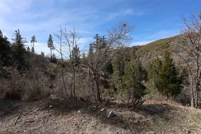a view of a dry yard with trees in the background