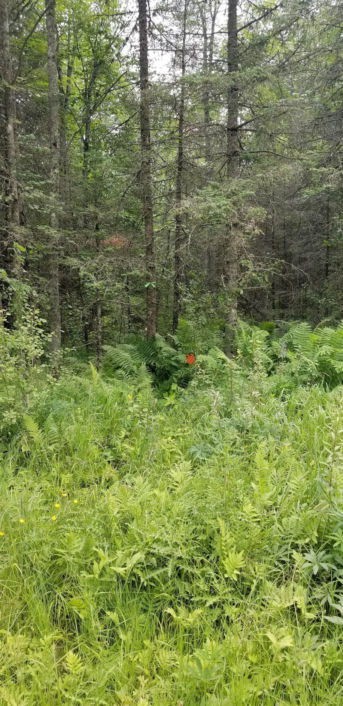 Xxxx East Pioneer Road Duluth, MN 55804 - Photo 5 of 6 View of tree filled area