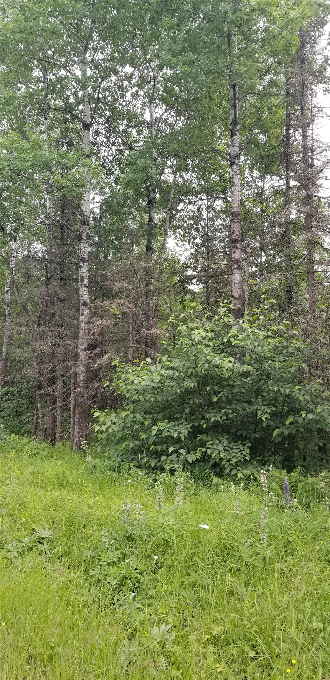 Xxxx East Pioneer Road Duluth, MN 55804 - Photo 6 of 6 View of local wilderness