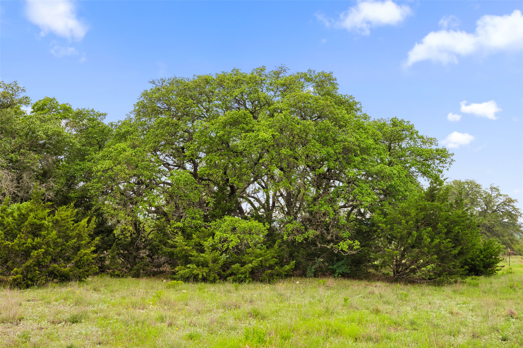 4112 Schumann Road Stonewall, TX 78671 - Photo 8 of 9