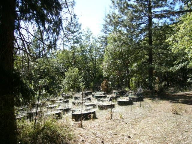 122 Acres Off Usfs Road Happy Camp, CA 96039 - Photo 11 of 25 Gallery Image 11