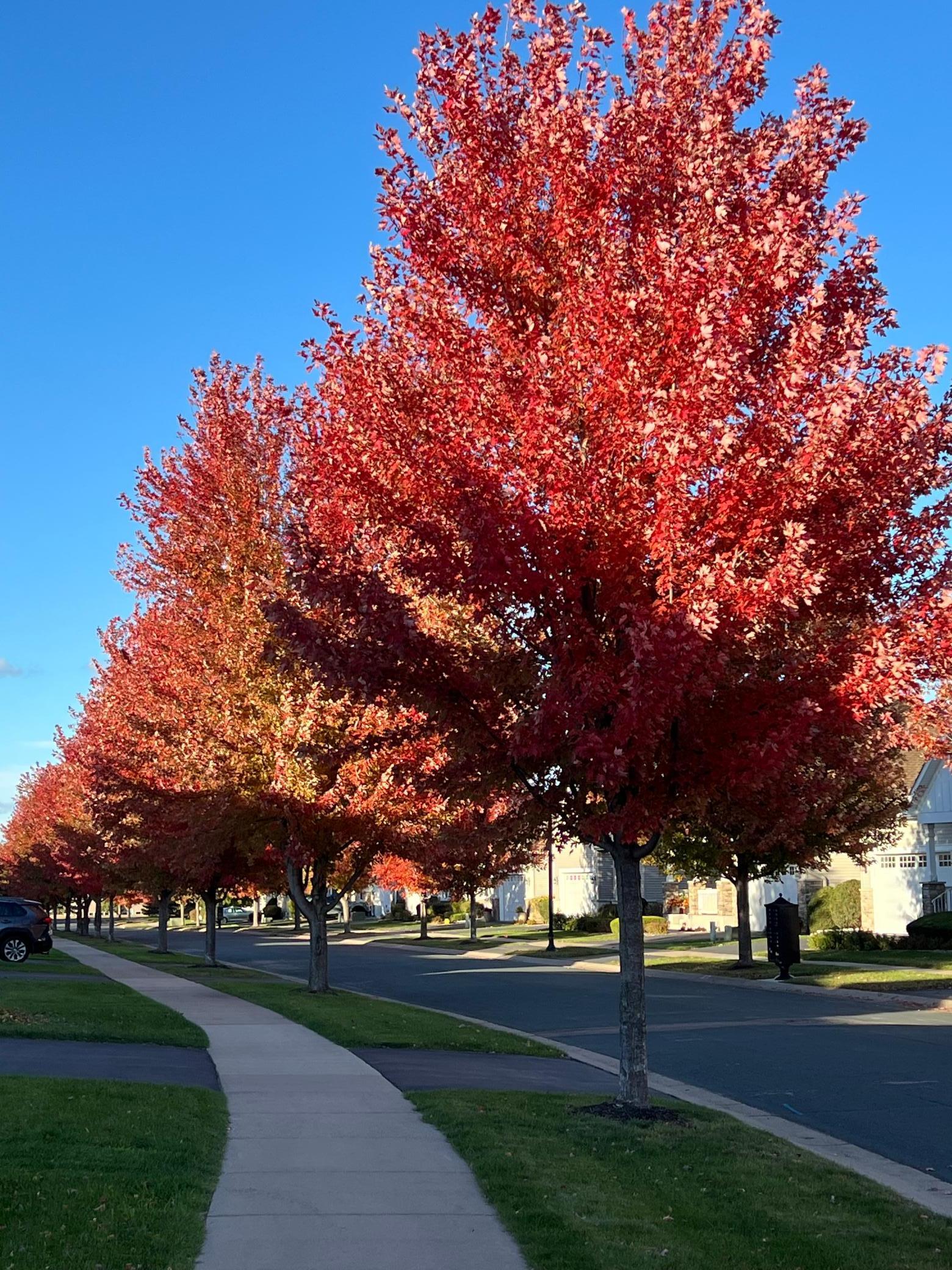 7425 Peony Lane North Maple Grove, MN 55311 - Photo 9 of 76