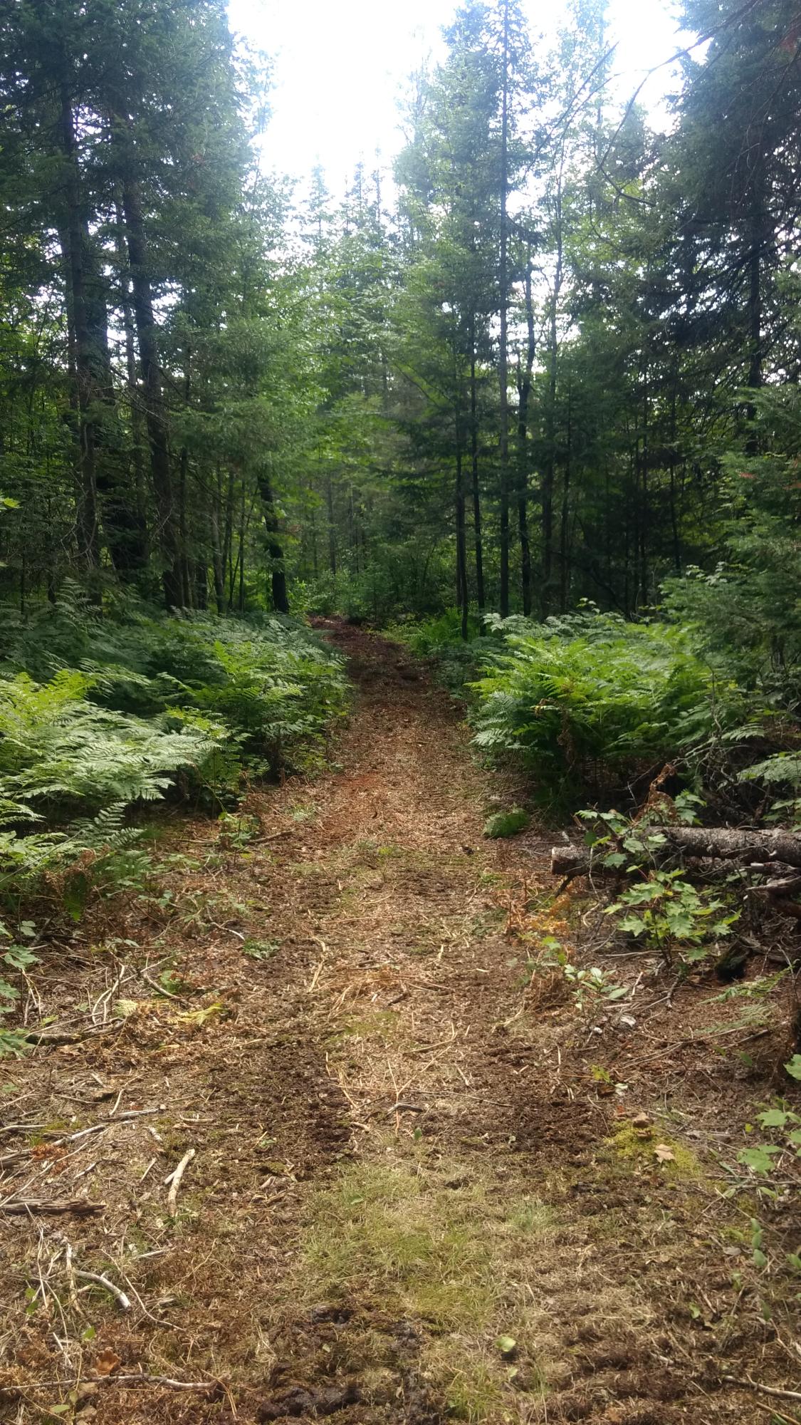 North Manistee River Road Gaylord, MI 49735 - Photo 12 of 20 Gallery Image 12