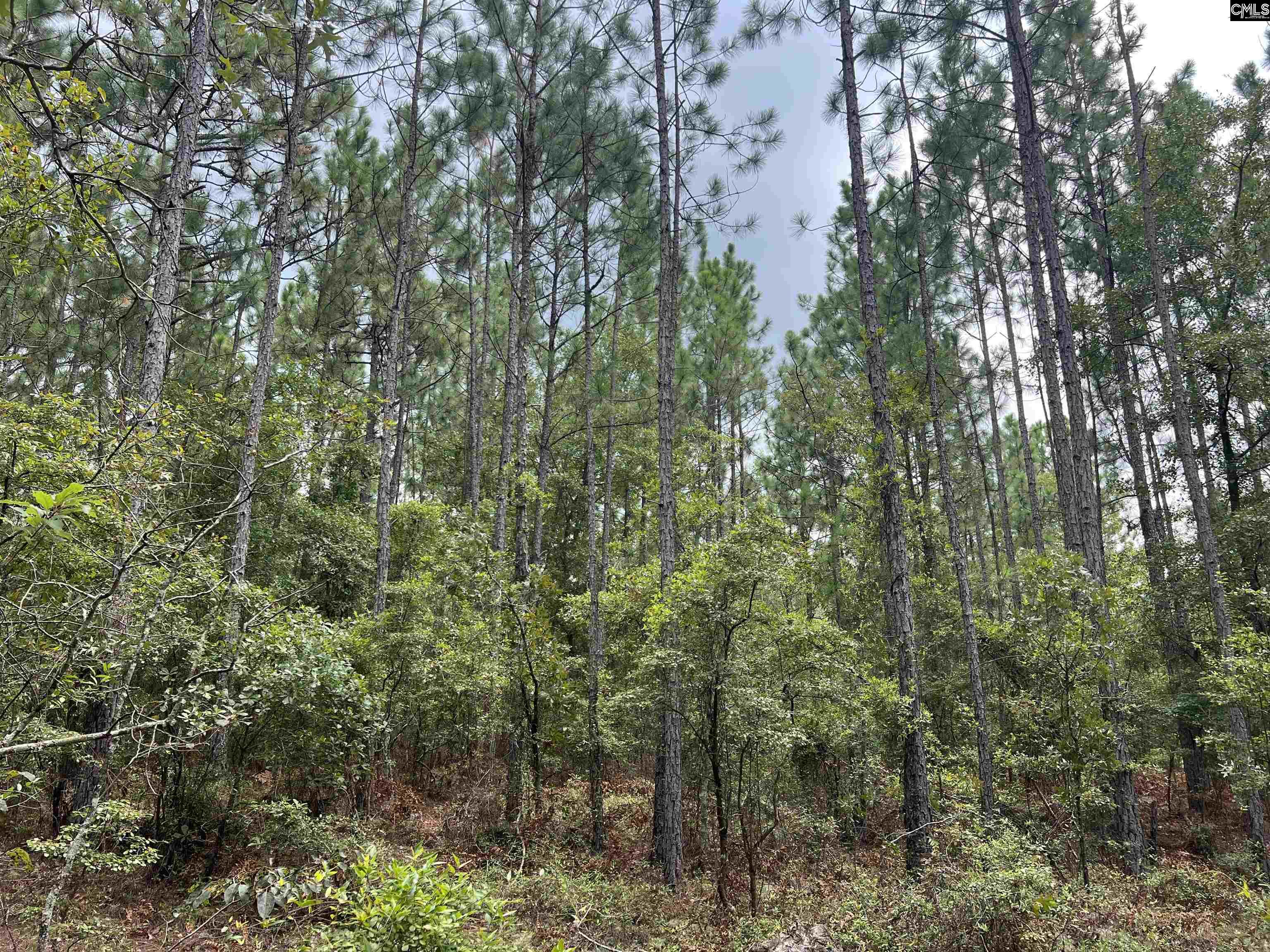 0 Cliff Road Pelion, SC 29123 - Photo 10 of 28