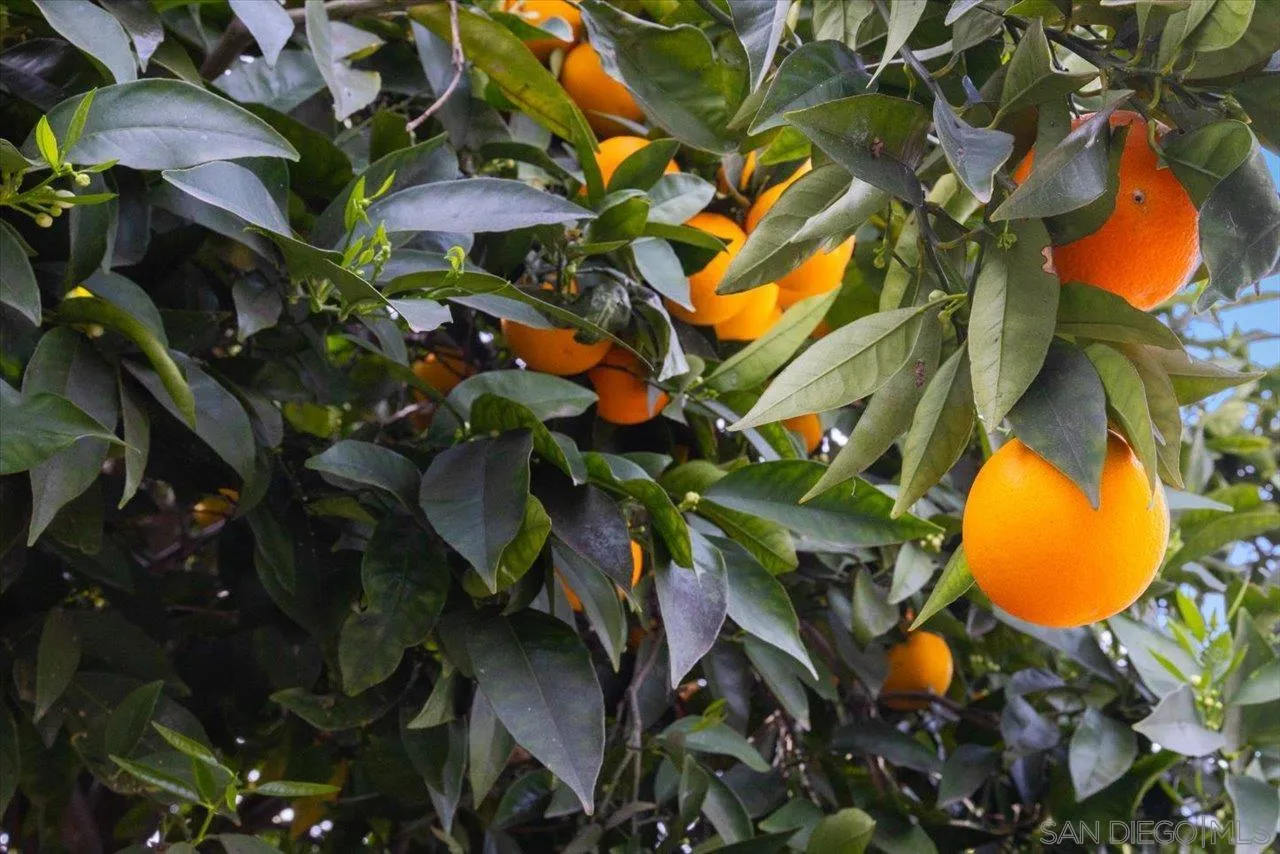 1379 Sunny Heights Road Fallbrook, CA 92028 - Photo 55 of 64 a view of a tree in a backyard