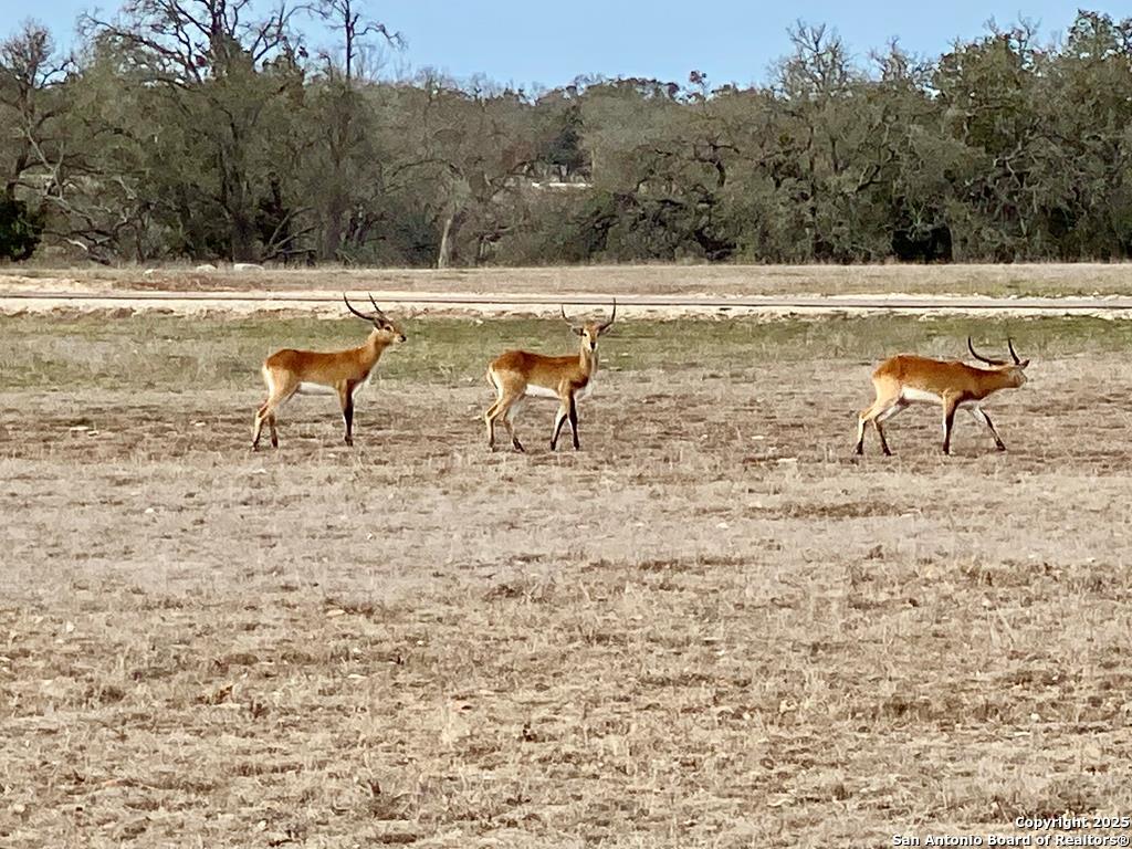 -- Oryx View Drive Harper, TX 78631 - Photo 14 of 19