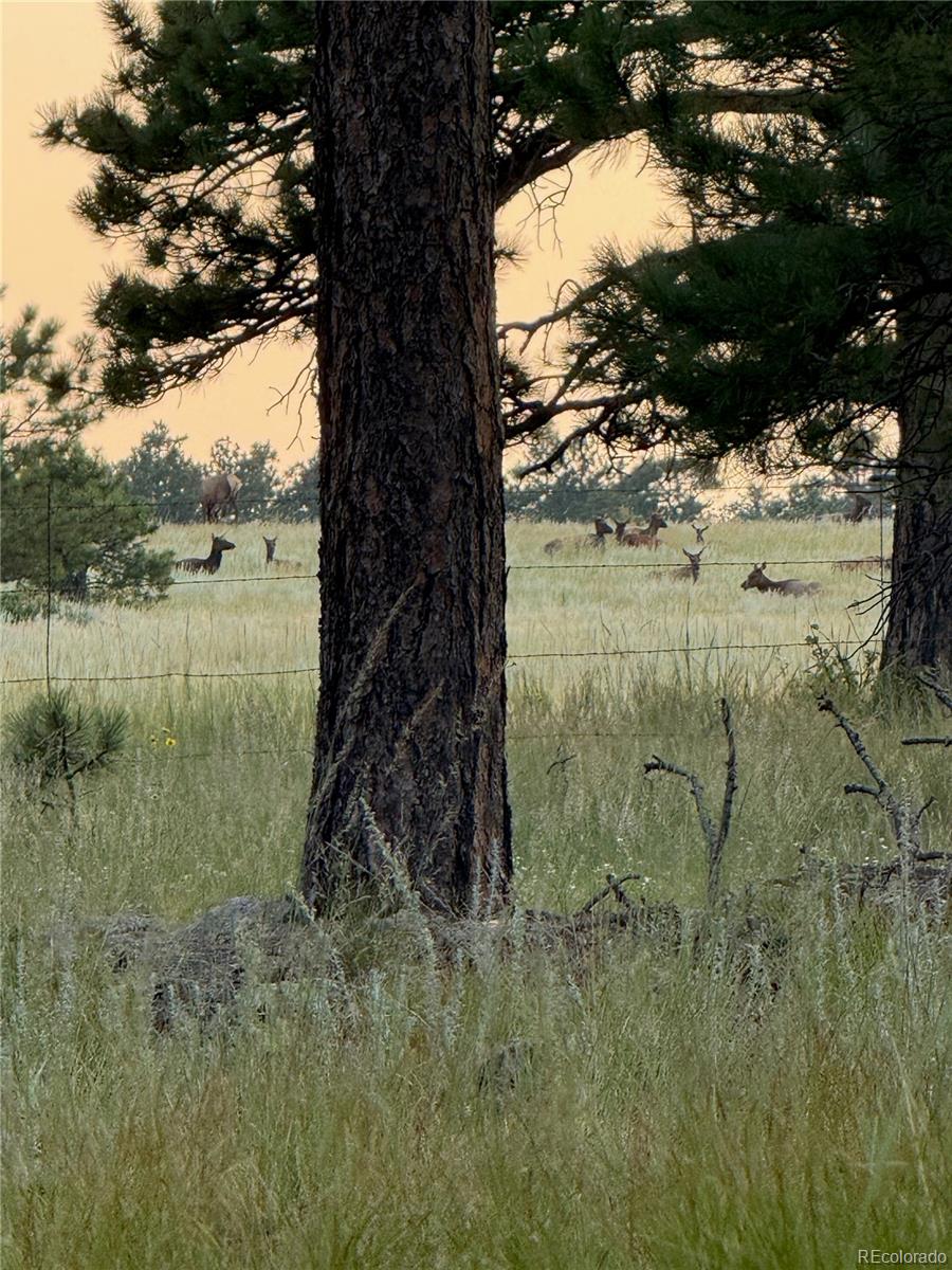18673 North Elbert Road Elbert, CO 80106 - Photo 47 of 50