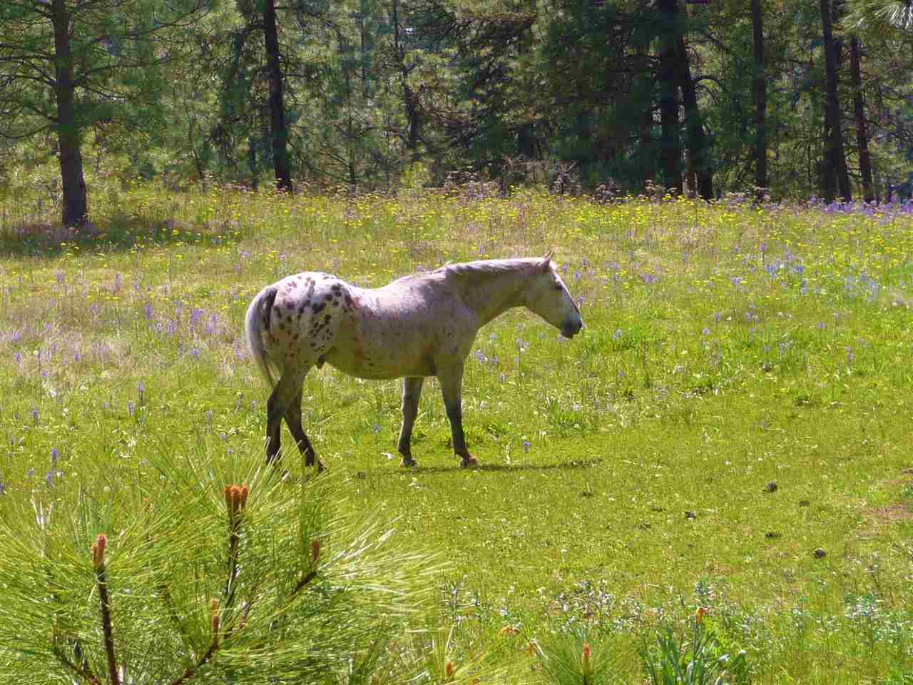 13313 South Goss Road Cheney, WA 99004 - Photo 19 of 20