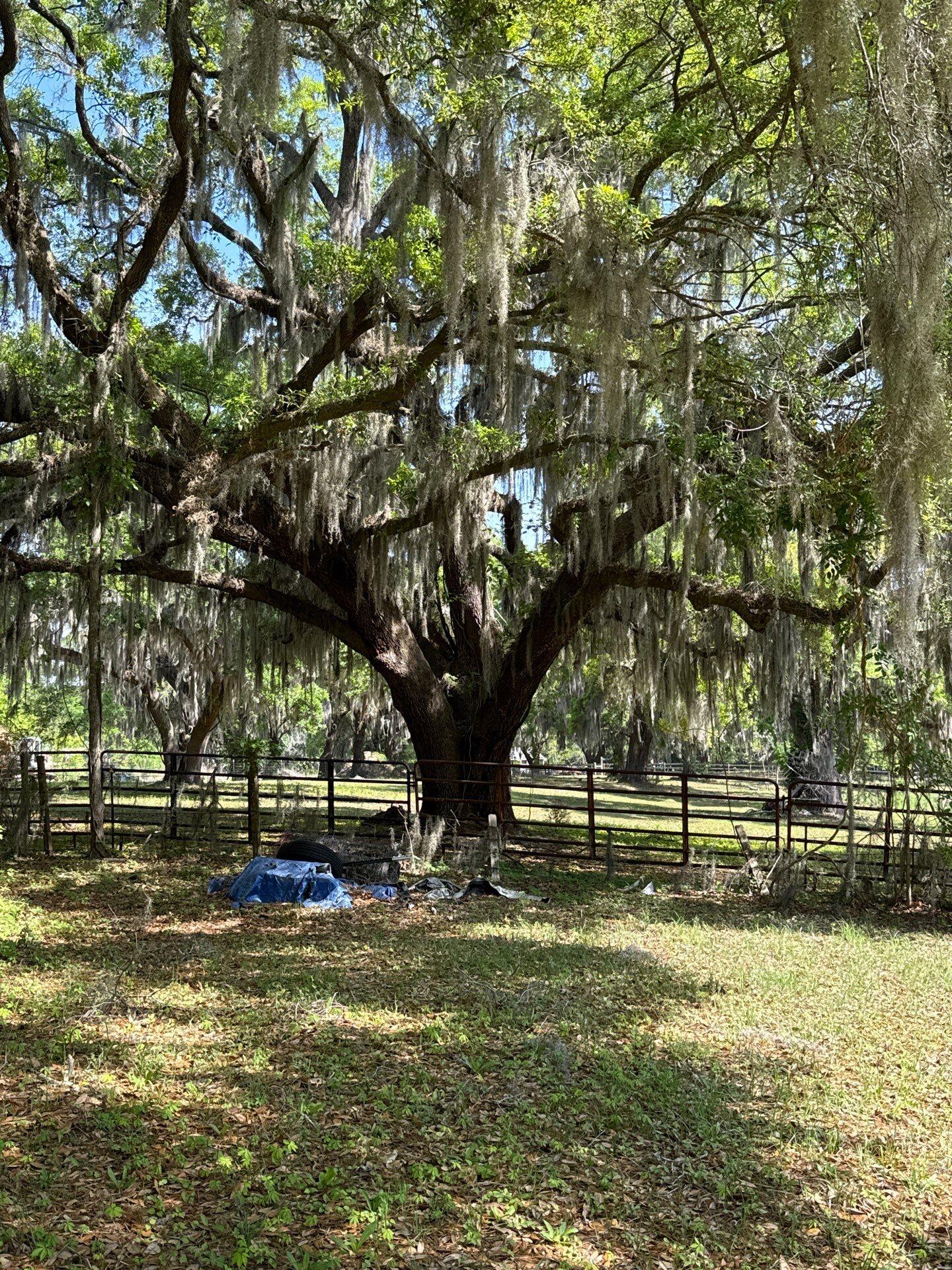 4347 Chisolm Road Johns Island, SC 29455 - Photo 21 of 24 down-net_http20260122-43463-91x6rw