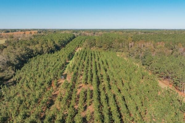 81.71-ac Bold Springs Road Ochlocknee, GA 31773 - Photo 16 of 18 Gallery Image 16