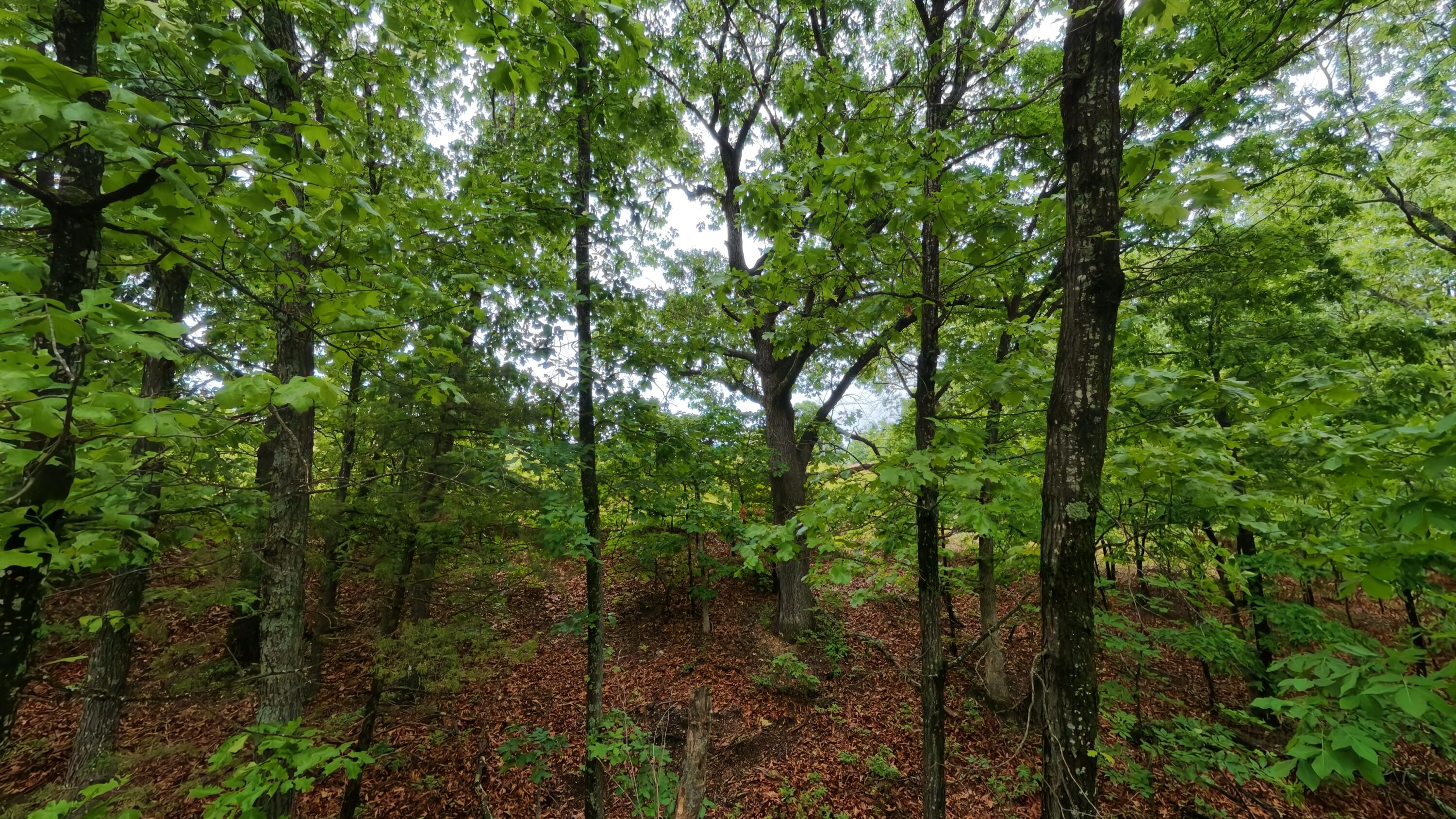 Tbd Devil's Pool Road Ridgedale, MO 65739 - Photo 14 of 19 1.6 acres012
