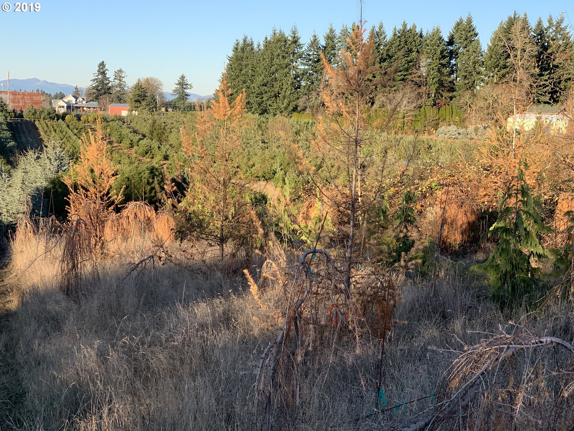 37190 Southeast Dunn Road Sandy, OR 97055 - Photo 4 of 7