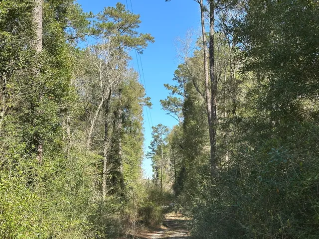 a view of a forest that has a tree