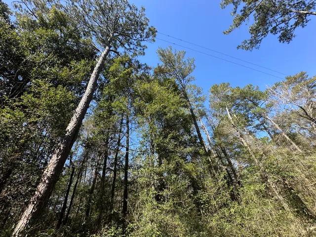 a close up of a tree