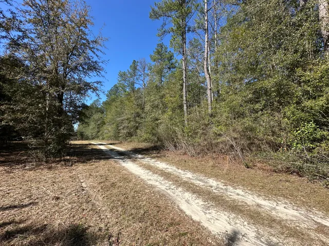 a view of a yard with trees