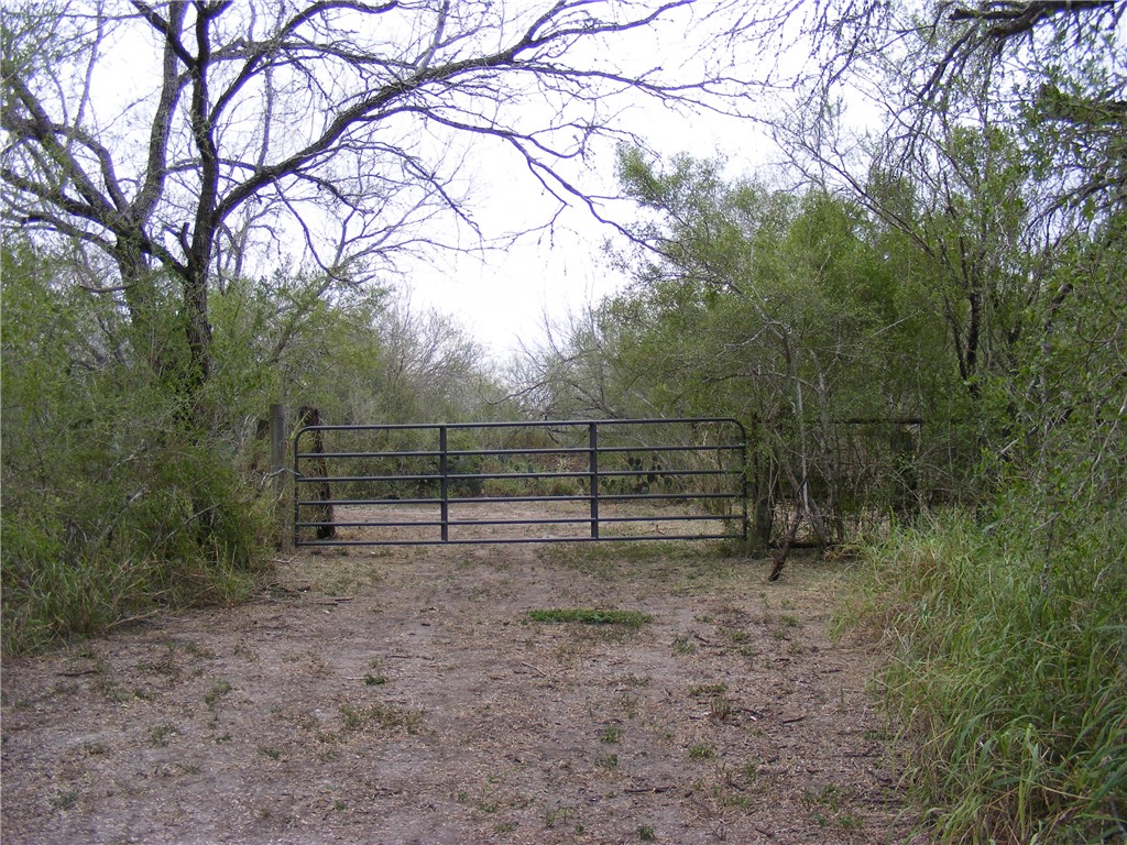 a view of a yard with large trees
