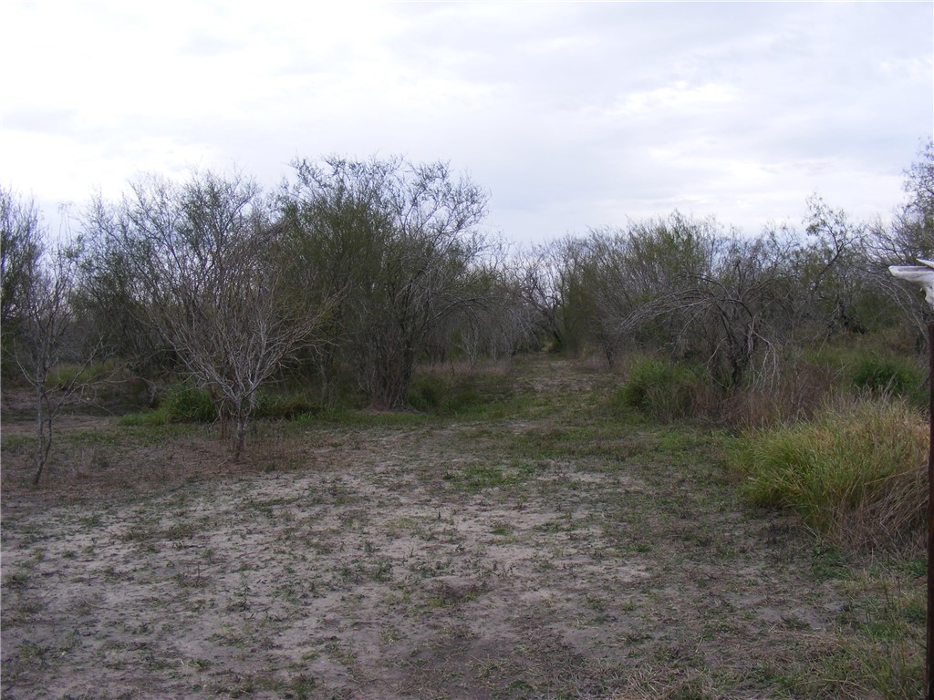 10722 County Road 249 Mathis, TX 78368 - Photo 5 of 13 a view of a yard with a tree