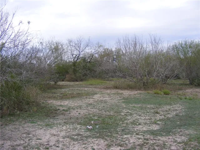 a view of a forest with trees in the background