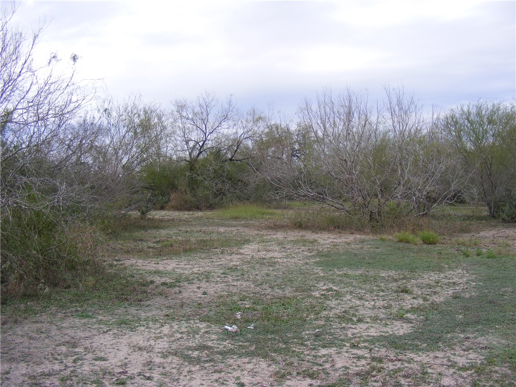 10722 County Road 249 Mathis, TX 78368 - Photo 6 of 13 a view of a forest with trees in the background