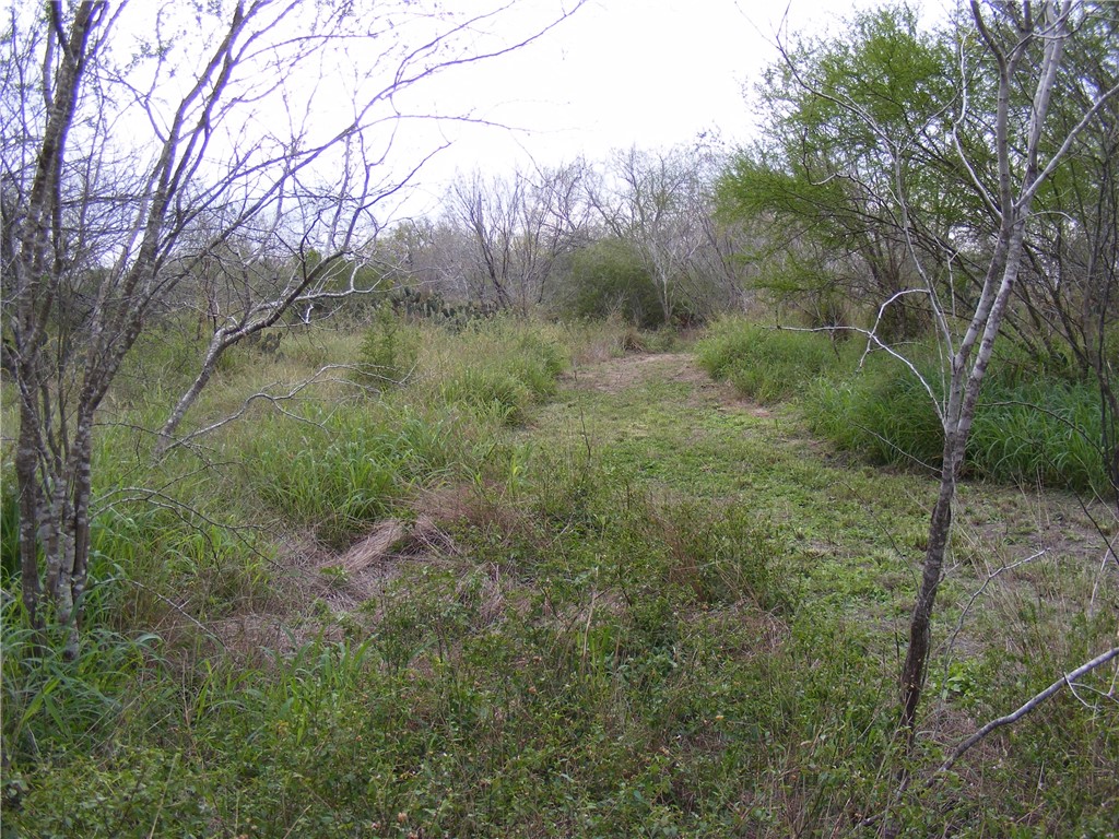 10722 County Road 249 Mathis, TX 78368 - Photo 7 of 13 a view of a forest filled with trees