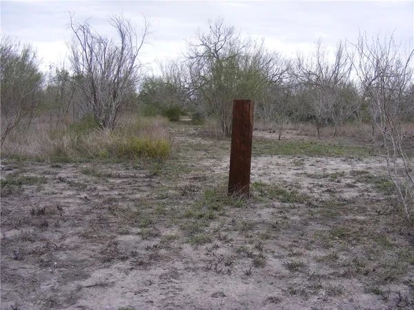 a view of a dry yard