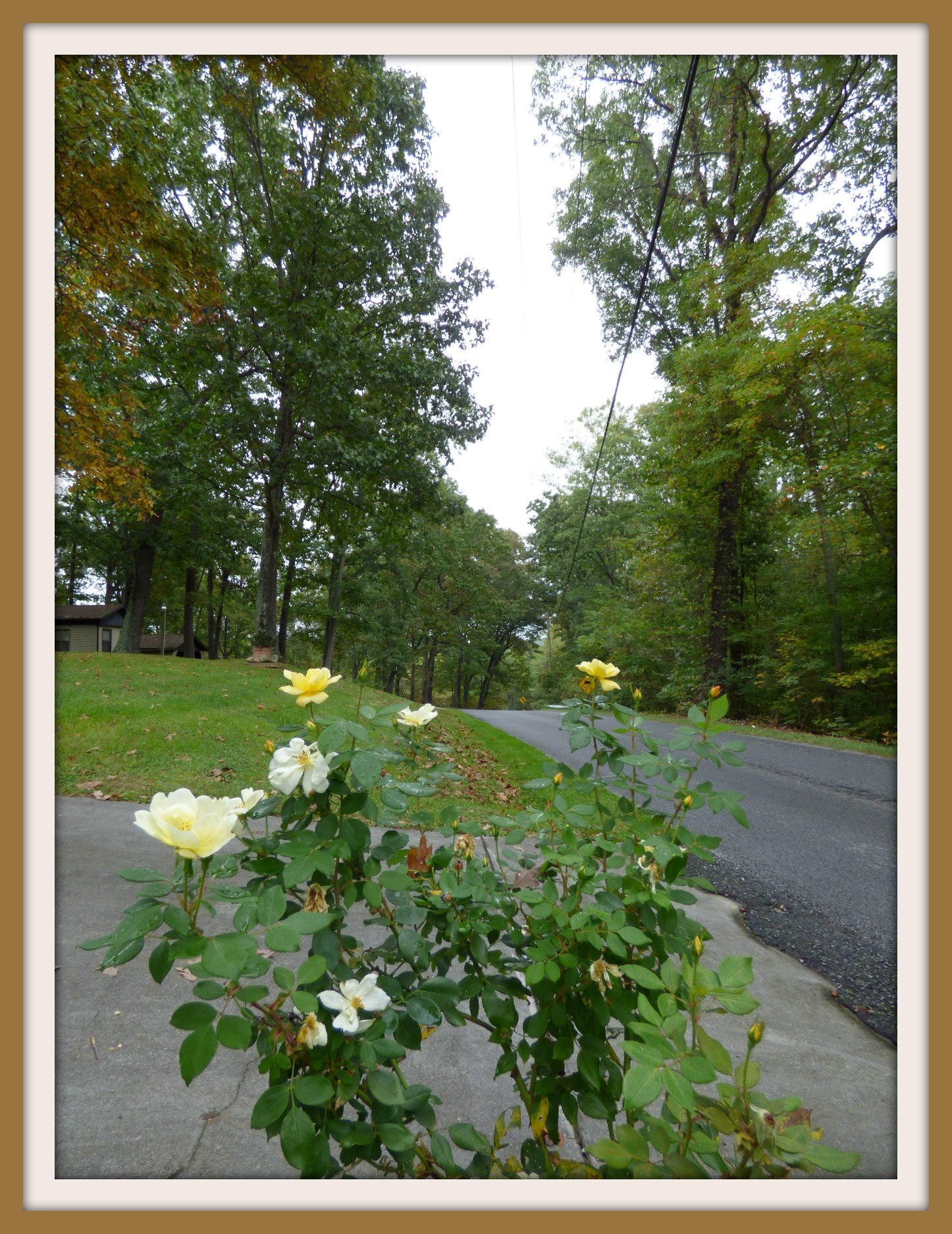 2 Goose Creek Road Dandridge, TN 37725 - Photo 10 of 13 Gallery Image 10