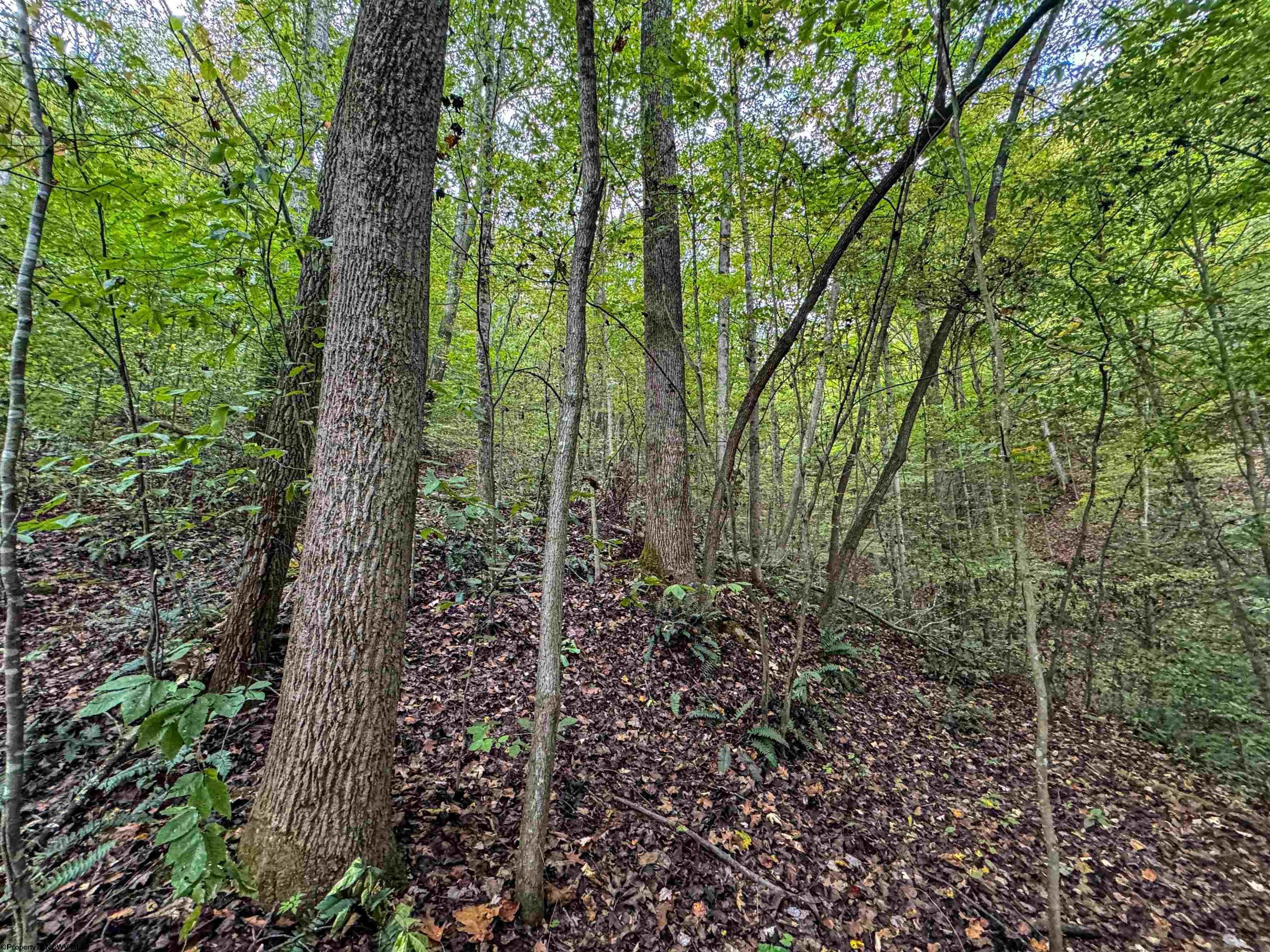 513 Barker Run Road Littleton, WV 26581 - Photo 4 of 29 Gallery Image 4