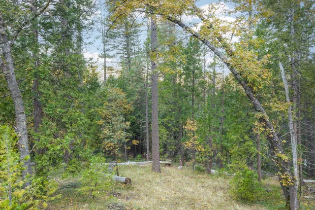 a view of outdoor space and trees
