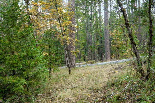 a view of a forest with trees in the background