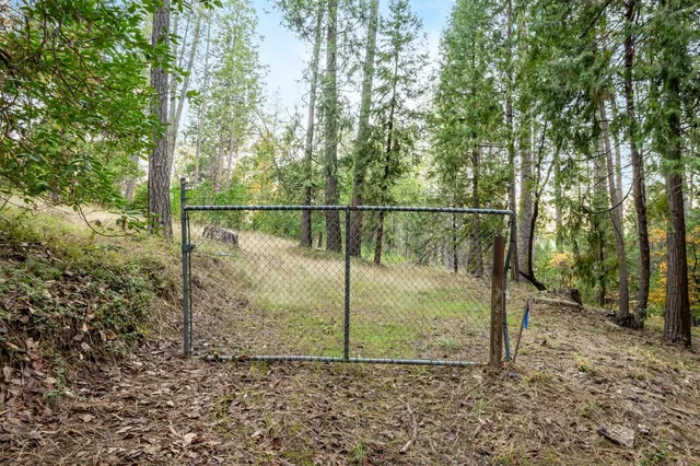 a view of a forest with trees in the background