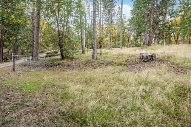 a road view with large trees