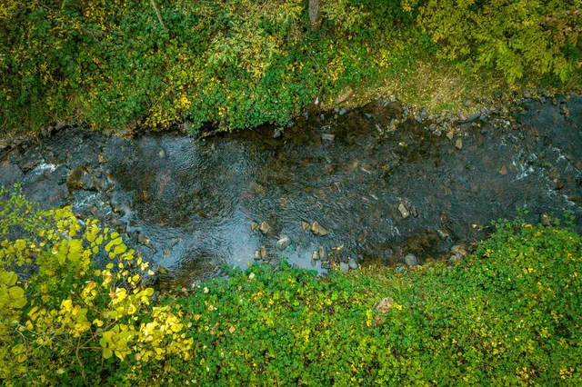 a close up of a flower in a garden