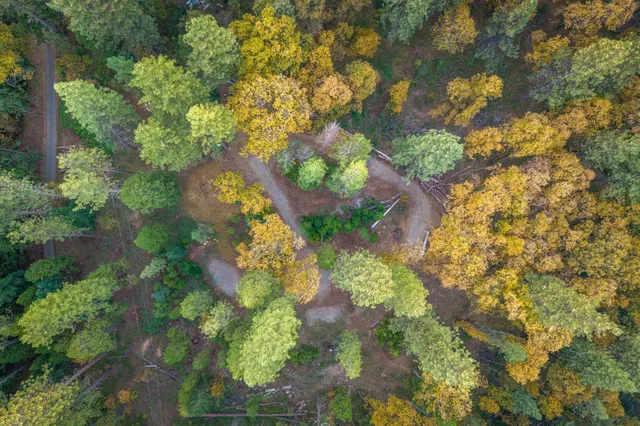 a view of a lot of trees and houses