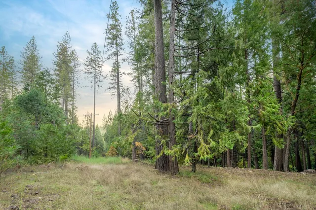 a view of a forest filled with trees