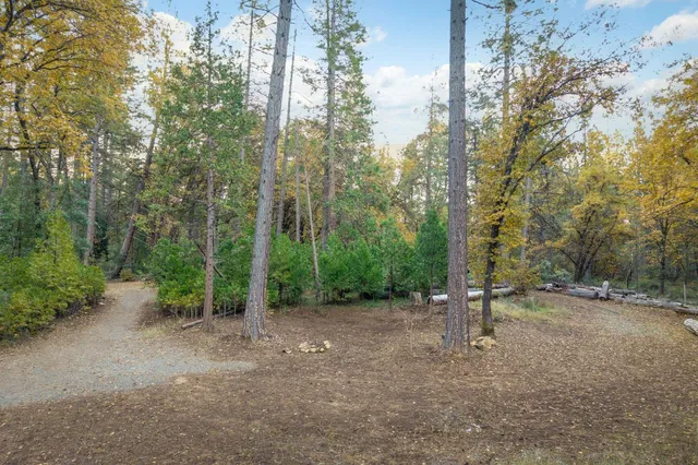 a view of a forest with trees in the background