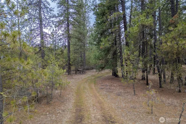 a view of a forest with trees in the background