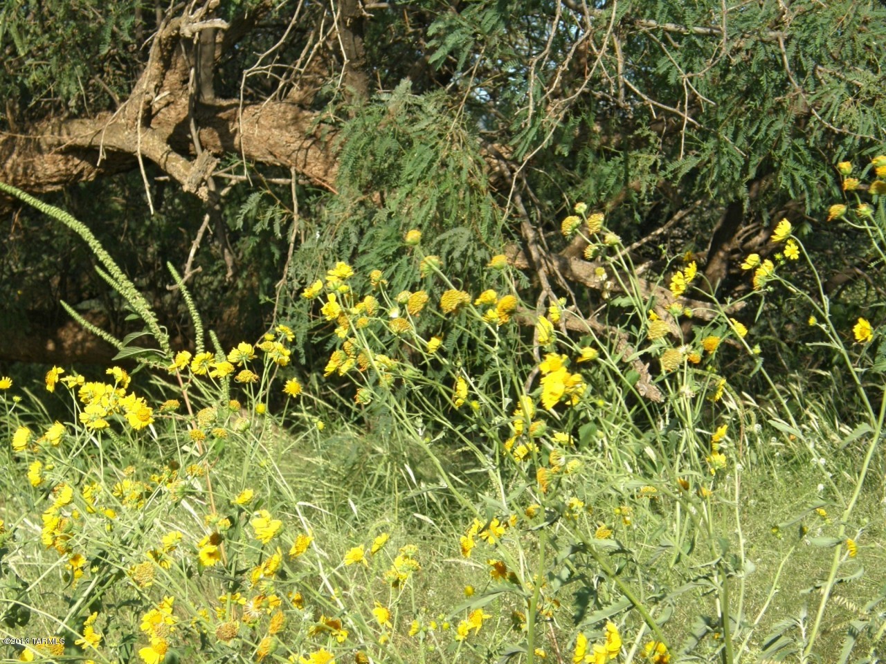 Lot 2 East Horse Ranch Road St. David, AZ 85630 - Photo 15 of 16
