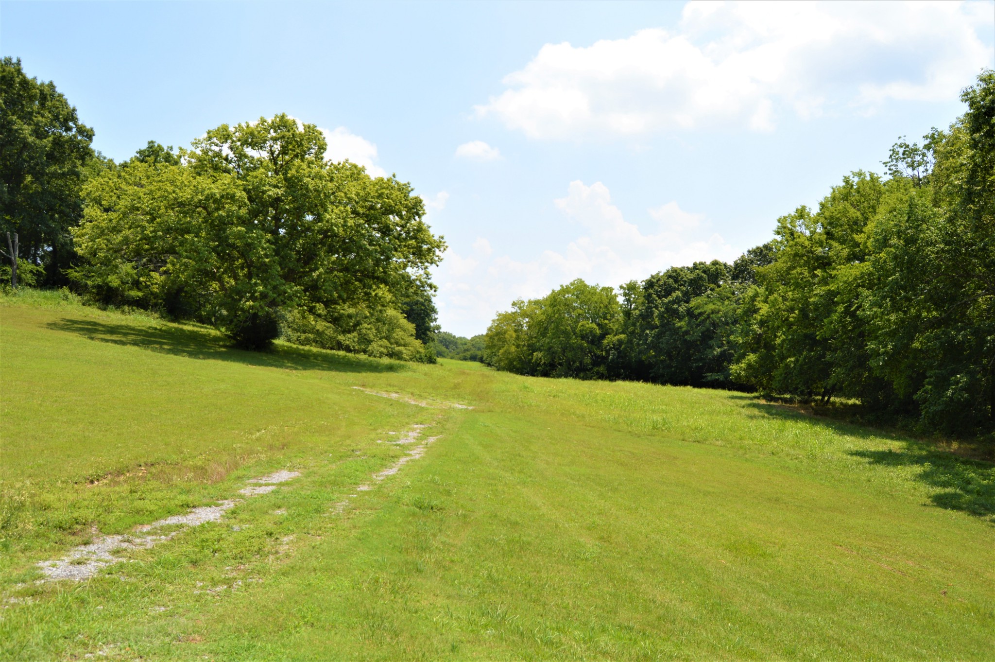 545 East Robertson Road Castalian Springs, TN 37031 - Photo 17 of 19 a view of a big yard with large trees