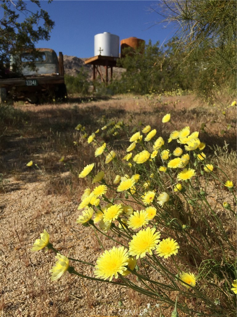 68033 Sullivan Road Twentynine Palms, CA 92277 - Photo 24 of 30 SPRINGTIME AT TWIN TANKS