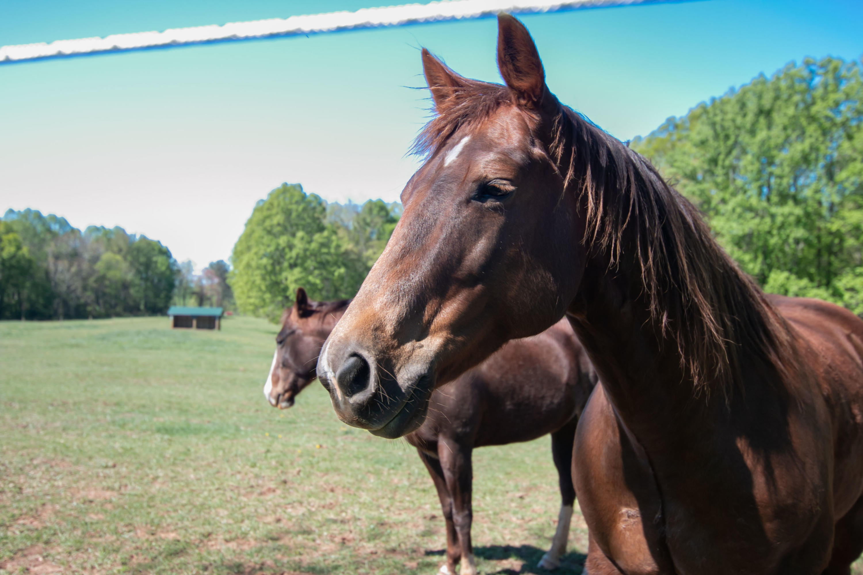 3257 Sago Road Chatham, VA 24531 - Photo 12 of 94 a view of outdoor space and yard