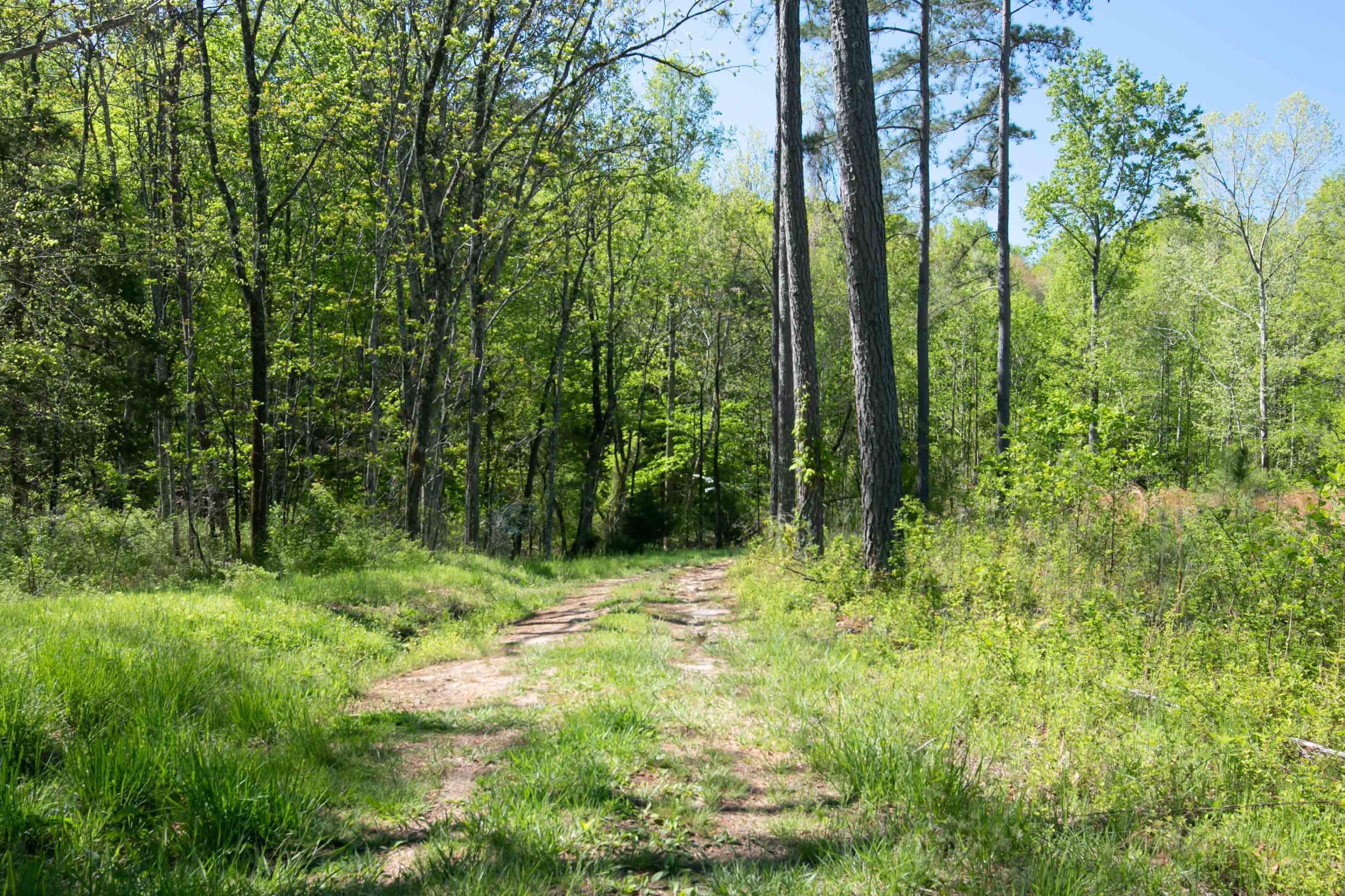 3257 Sago Road Chatham, VA 24531 - Photo 78 of 94 a backyard of a house with lots of green space