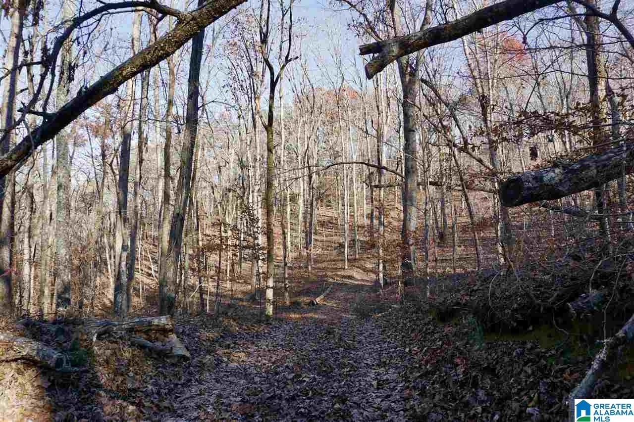 0 Whites Gap Road Jacksonville, AL 36265 - Photo 21 of 31